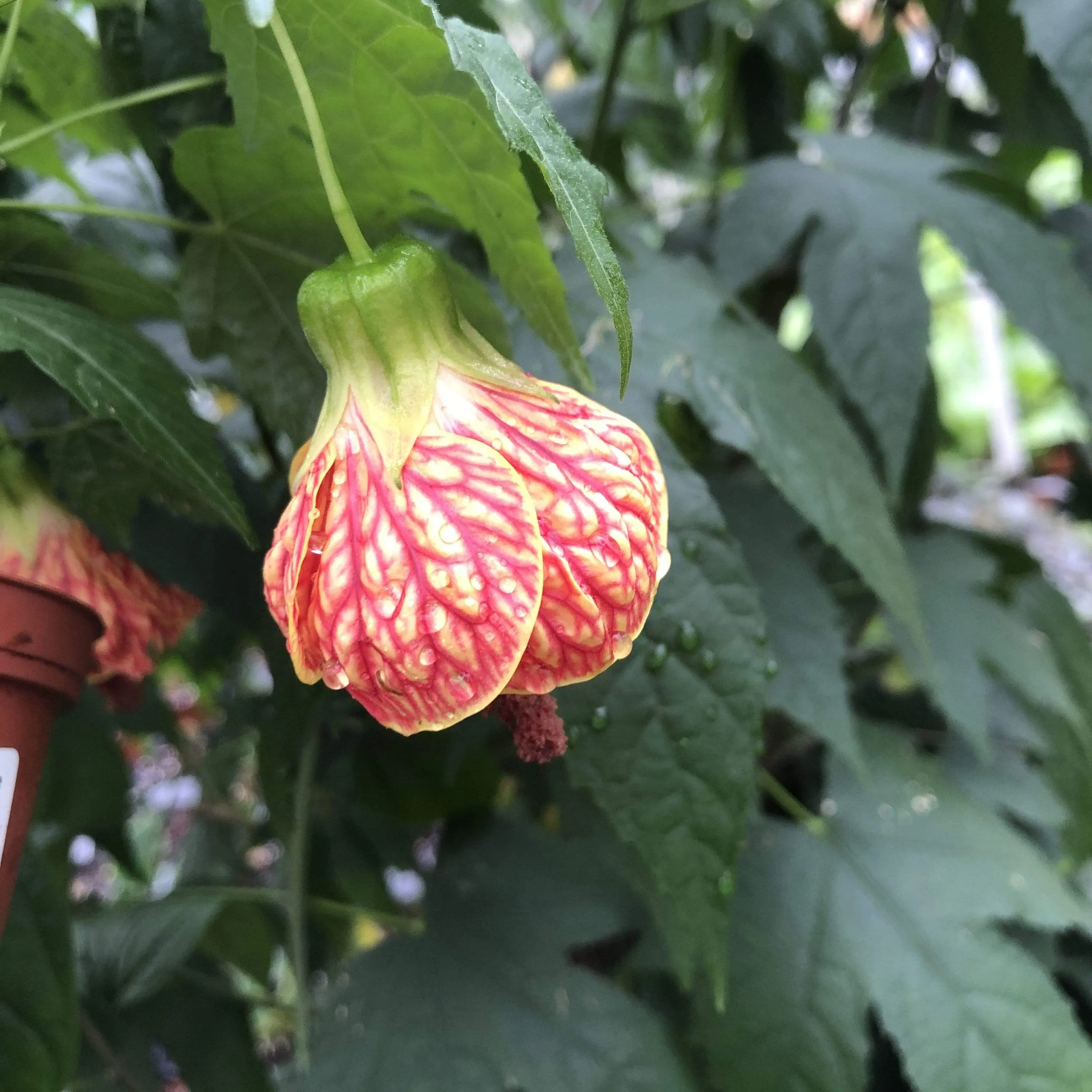 Abutilon Red Tiger, 2" Plant